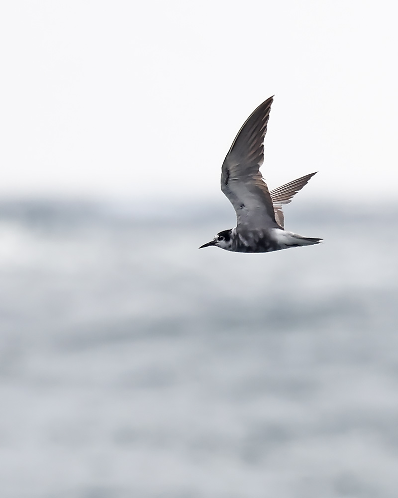Black tern